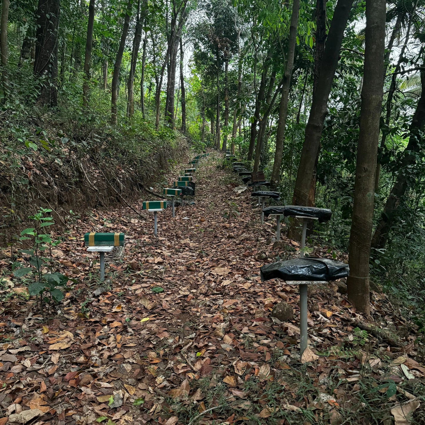 Stingless Honey Bee Colony – Pollination-Ready Bees for Garden, Farm & Polyhouse Mantra Herbs