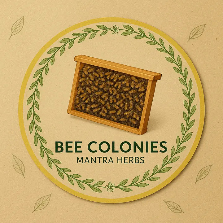 Bee Colonies from Kerala – Stingless & Hive Bees