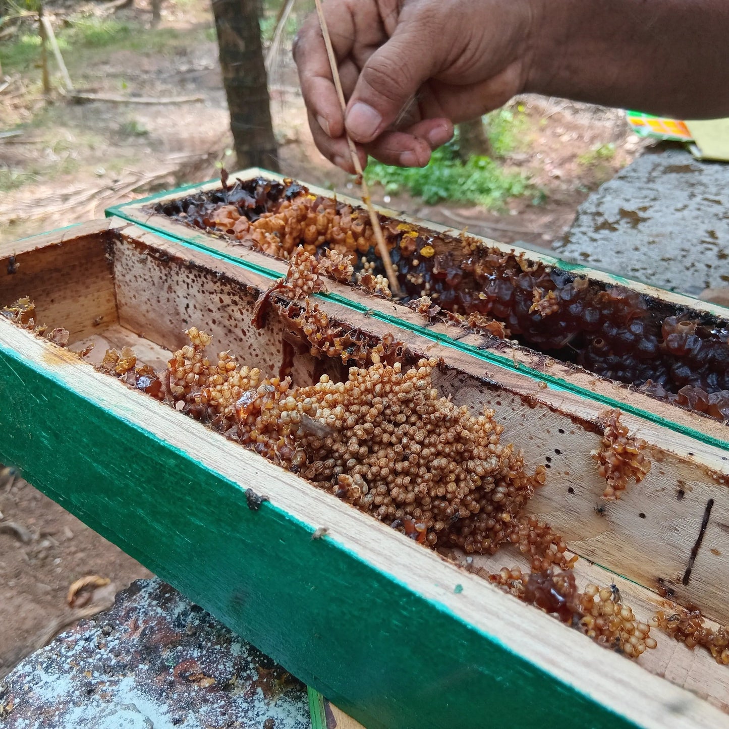 Stingless Honey Bee Colony – Pollination-Ready Bees for Garden, Farm & Polyhouse Mantra Herbs